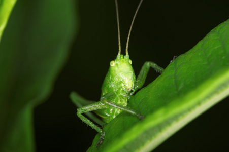 蝈蝈儿图片
