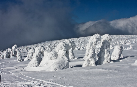 白雪覆盖的树木的冬季景观