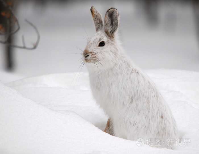 雪鞋野兔