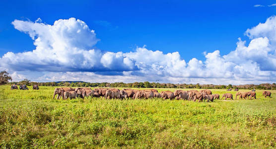 与大象和吉普车 safari 全景