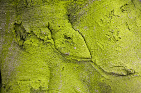 绿树树皮纹理