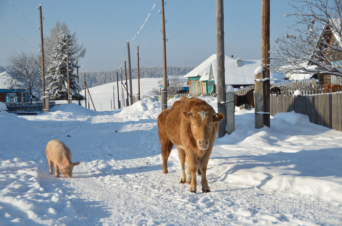 牛和猪在冬季的俄罗斯村庄
