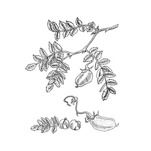 手的素描画的大豆,鹰嘴豆,豆,扁豆植株.矢量图照片