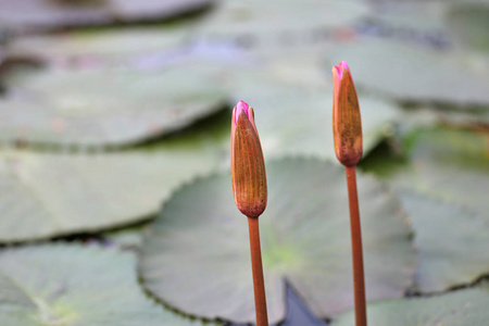 在水中的美丽芽莲花