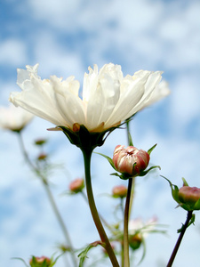 带芽的白色花萼