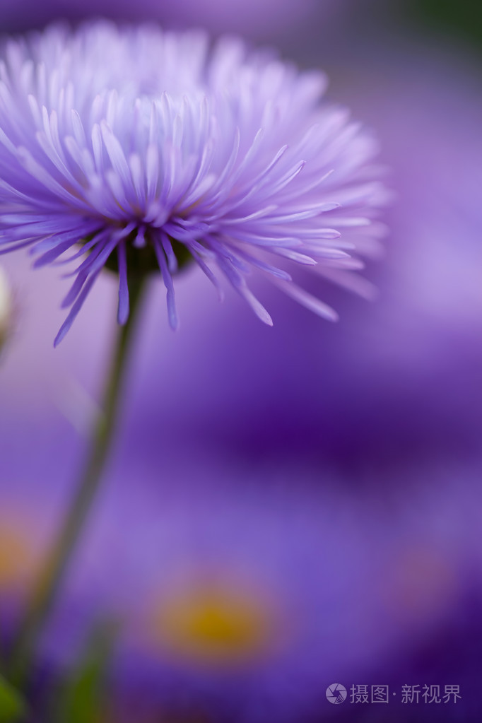特写紫罗兰花漂亮的图案