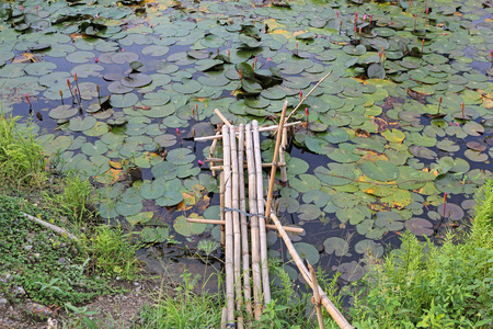 莲花池和小竹子木桥图片