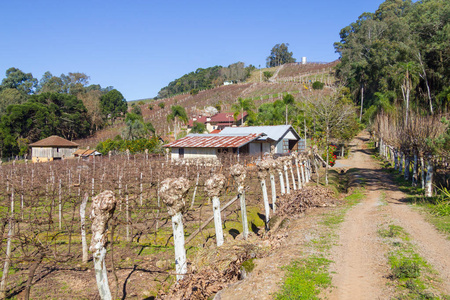 葡萄园和冬季，淡水河谷 dos Vinhedos 谷农场