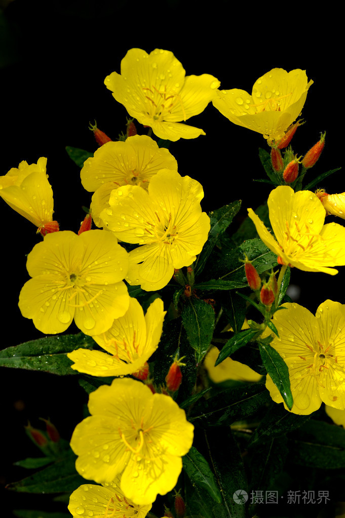 某地区或某时期的植物群植物志植物区系大写flora罗神花神弗洛拉