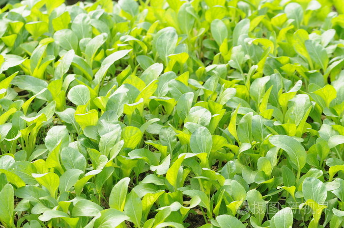 小白菜在菜园里发芽了照片 正版商用图片00r7ef 摄图新视界