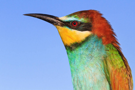 组件面板中的一只鸟的羽毛鲜艳的色彩