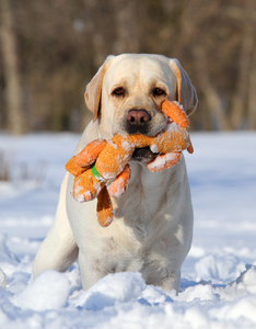在冬天用橙色玩具肖像的黄色拉布拉多