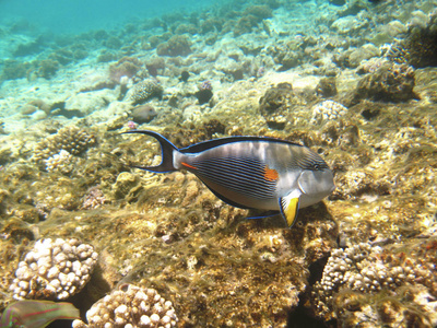 热带的外来鱼 acanthurus 水下在红海的水