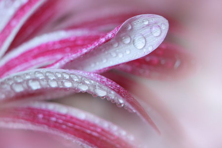 菊花花特写