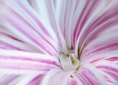 菊花花特写