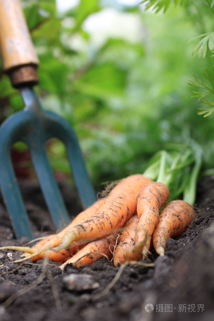 胡萝卜carrot的名词复数为说服人做事所许诺的酬报不能兑现的报酬或