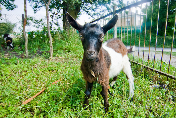白色和棕色的小山羊