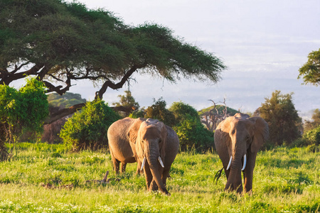 大象家族在安博塞利。肯尼亚非洲