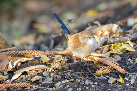 栖息鹪鹩图片-栖息鹪鹩素材-栖息鹪鹩插画-摄图新视界