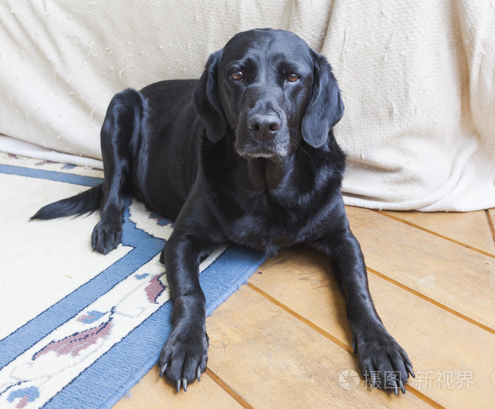 坐在客厅里的黑色拉布拉多