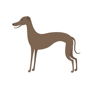 意大利灵缇犬.可爱的矢量卡通狗插画