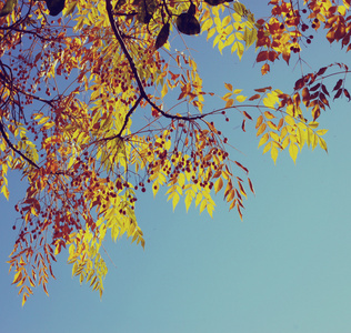 彩叶树叶在秋天。秋天的树叶天空背景。图像是复古过滤