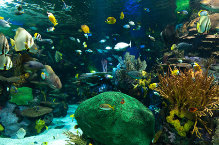 外来鱼在水族馆