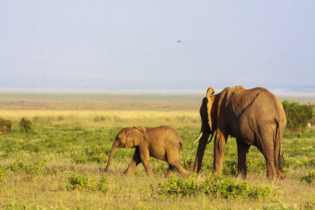 抱着婴儿的大象。稀树草原的安博塞利，肯尼亚
