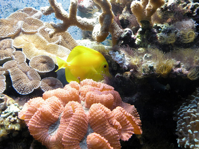 粉红珊瑚和黄鱼图片