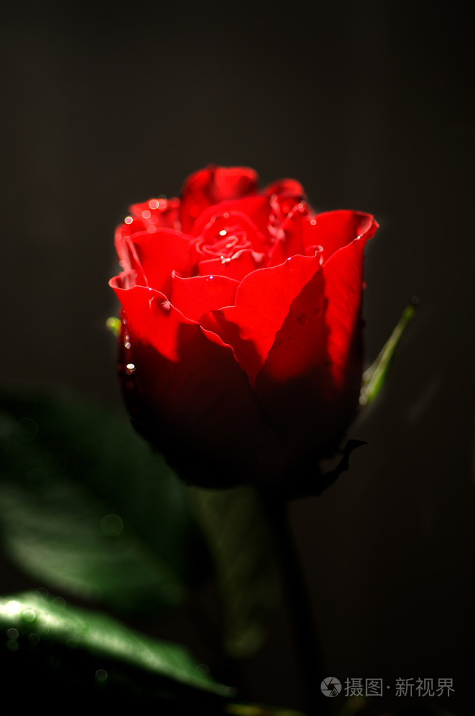 单独一朵玫瑰花真实图片