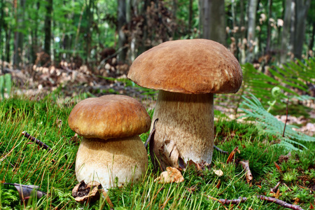 美丽牛肝菌蘑菇
