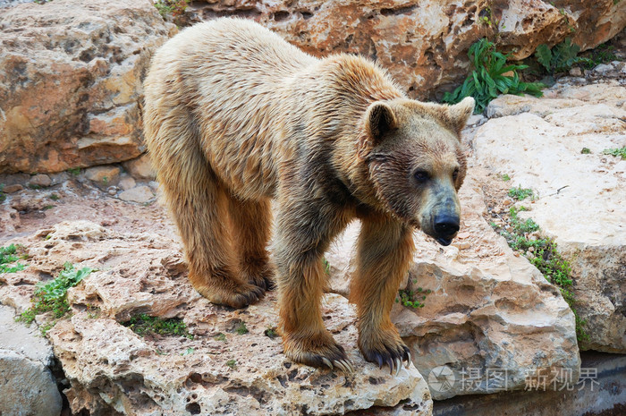 叙利亚棕熊