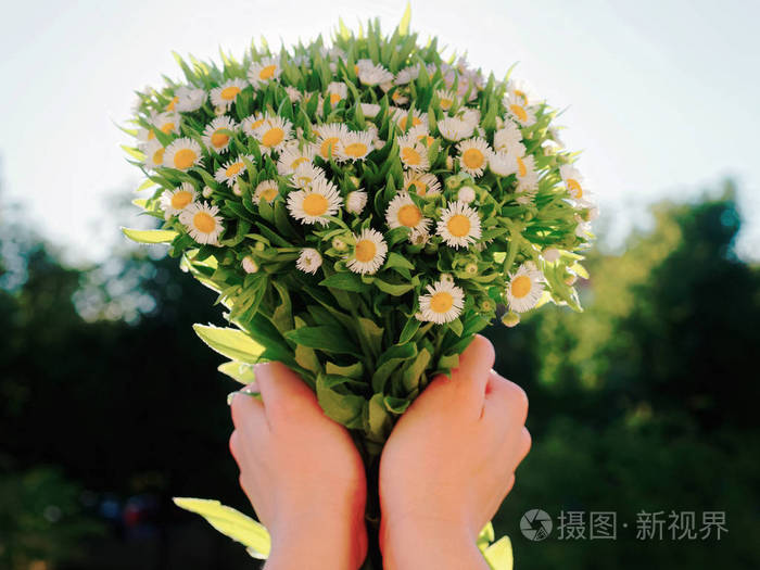 浪漫束场雏菊花在女孩的手中