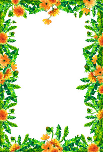 水彩的蒲公英花，花朵孤立的矩形框白色背景