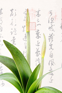 石蒜科孤挺花属植物图片