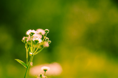 洋甘菊花