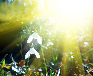 雪花莲春天开白花 snowdrop的名词复数 