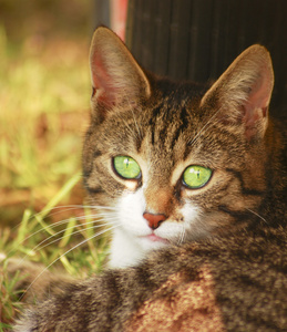 绿眼猫