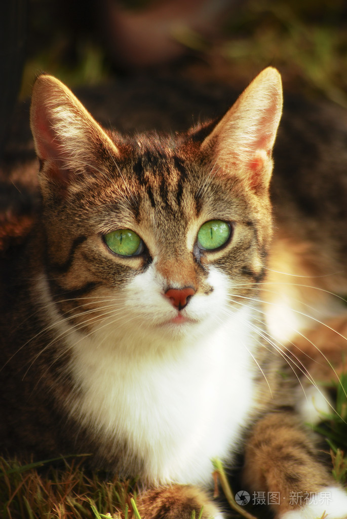 绿眼猫2