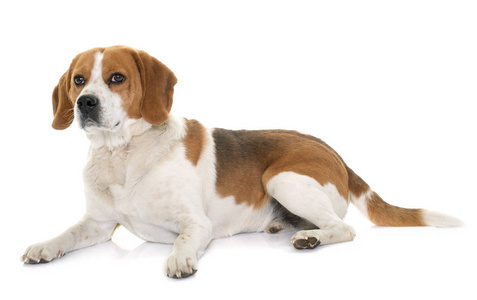 塞尔维亚三色猎犬图片