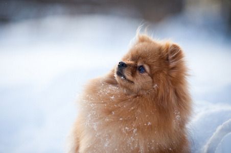 博美犬狗在雪中