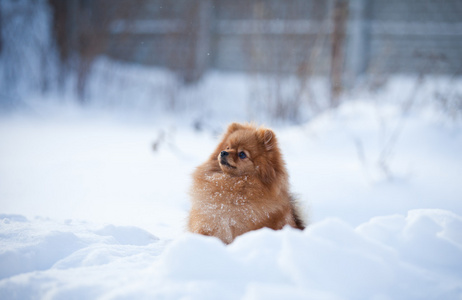 博美犬狗在雪中