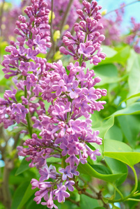 紫丁香枝