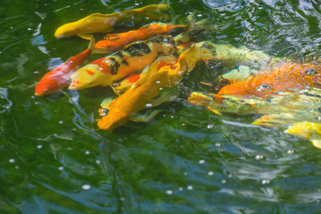 鲤鱼在水中游泳图片