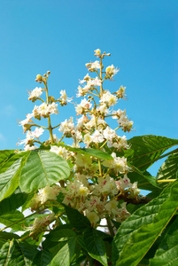 白栗花枝