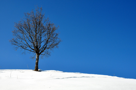 雪地上的树