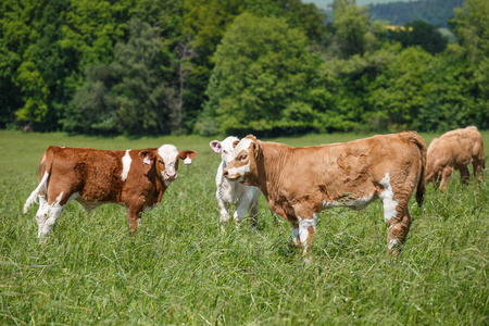 年轻的犊牛图片