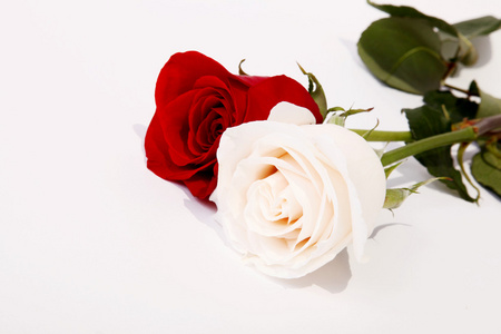 红白玫瑰图片