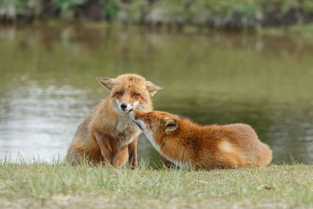 红狐狸母亲和幼崽