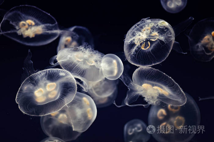 大量的果冻鱼在水中漂浮